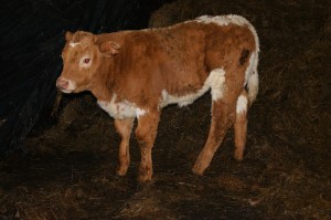 Oreal Mc Gonigle’s Snoopy calf