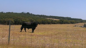 Livestock near Albany, Western Australia