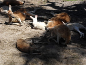 Skippy, The Australian equivalent of badgers