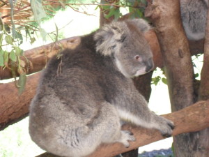One of the symbols of Australia - The cuddly Koala Bear