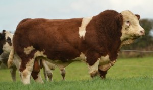 A bull from the Celtic Herd