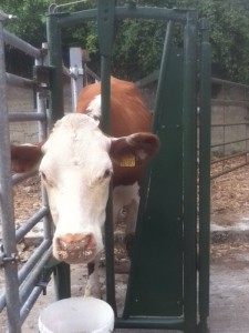 Cow enticed into crush with a bucket of meal