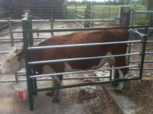 Cow in cattle crush