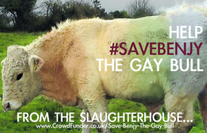 Gay Bull 1