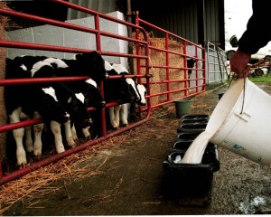 Weaning Calves