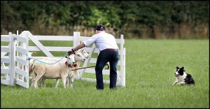 Competing at the 2015 Irish National Sheep Dog Trials at was Peter Morgan from Newry Co Down with his dog Dot