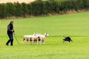 James McGee, Donegal, and his dog Silver at the National Sheepdog Trials. Photo Dylan Vaughan