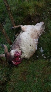 A ewe which was killed in the dog attack