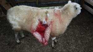 A sheep which was badly injured in the attack