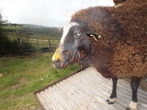 An injured Zwartbles ewe following attack. Photo Roger Jones.