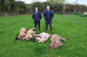 Dog Wardens Aisling Byrne of the Carlow branch and Michael Morrissey of Kilkenny Branch inspect the recent sheep kill near Goresbridge. Photo Roger Jones