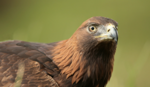 Donegal Golden Eagles in jeopardy