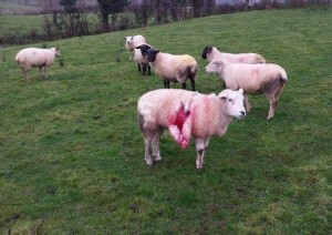 The gruesome scene after the dog attack on Friday November 6th near Belleek