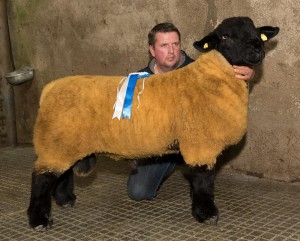 Andrew Wilson with the Reserve Champion at the Donegal Pedigree Suffolk Sheep Breeders Show and Sale in Raphoe Mart last September. Photo: Clive Wasson