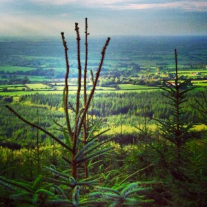 Forestry-1024x1024