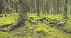Native Woodland served to control water levels in flood prone areas until their destruction by poor forestry policy