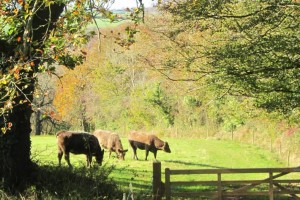 Will Warham's farm.