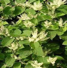Invasive species - Japanese knotweed