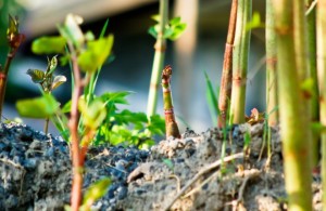Japanese Knotweed