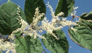 Japanese Knotweed