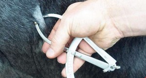 Bovine TB test