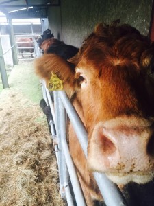 Cows in crush